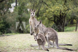 Εικόνα της Kangaroo family